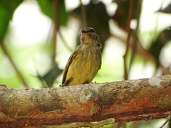 Myiopagis gaimardii