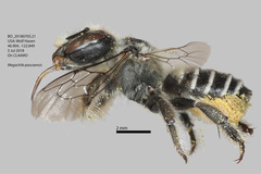 Megachile pascoensis