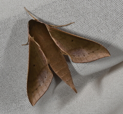 Xylophanes porcus