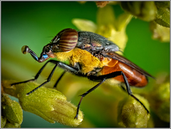 Stomorhina xanthogaster