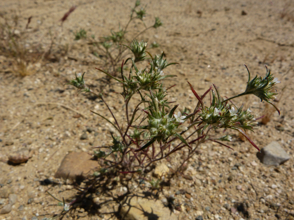 Hoover's eriastrum