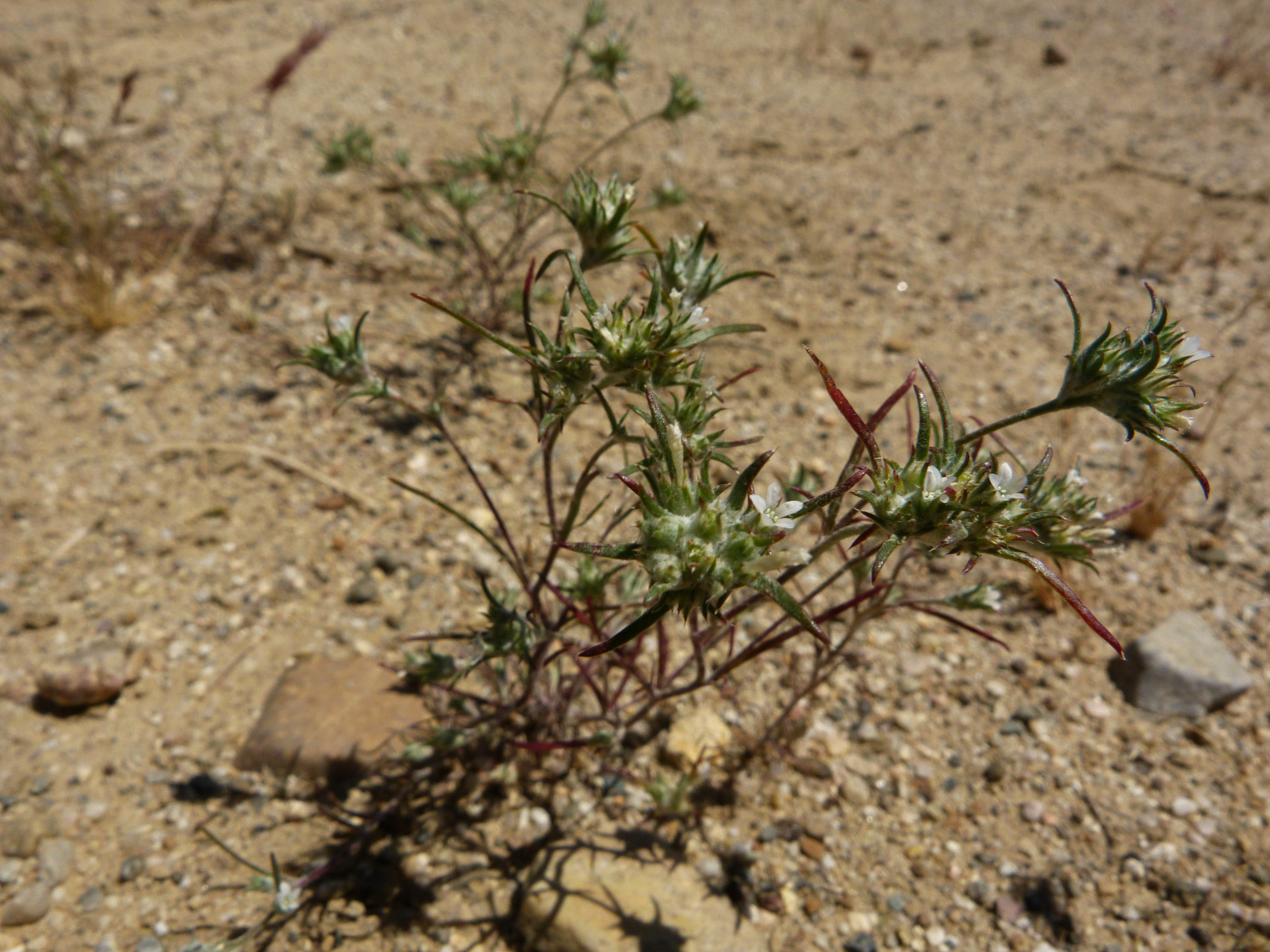 Eriastrum hooveri