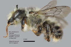 Megachile gemula