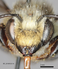 Megachile gemula