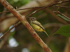 Myiopagis gaimardii