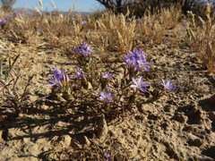 Eriastrum pluriflorum