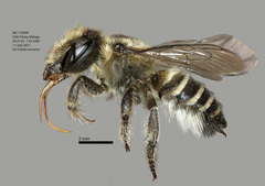 Megachile pascoensis