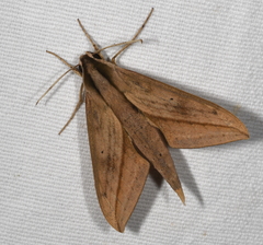 Xylophanes anubus