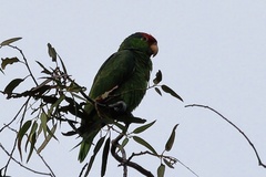 Amazona viridigenalis