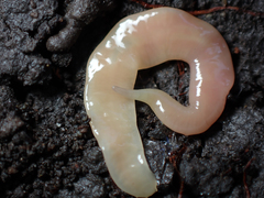 Microplana scharffi