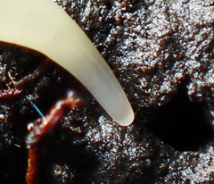 Microplana scharffi