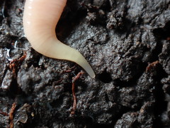 Microplana scharffi