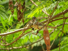 Myiopagis gaimardii