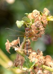 Gomphomacromia paradoxa