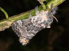 Labedera