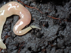 Microplana scharffi