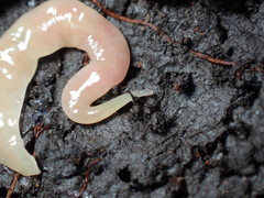 Microplana scharffi