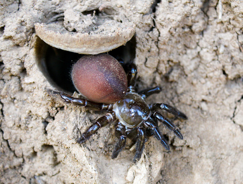 Bothriocyrtum californicum (O.Pickard-Cambridge, 1874)