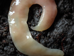 Microplana scharffi