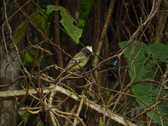 Myiopagis gaimardii