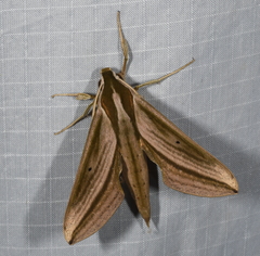 Xylophanes isaon