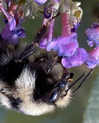 Bombus fervidus