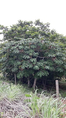 Cecropia saxatilis