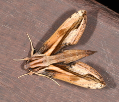 Xylophanes xylobotes