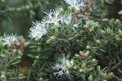 Melaleuca cuticularis