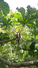 Cecropia saxatilis