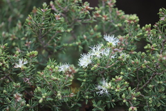 Melaleuca cuticularis