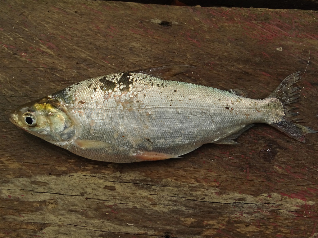 Potamorhina latior