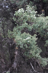 Melaleuca cuticularis