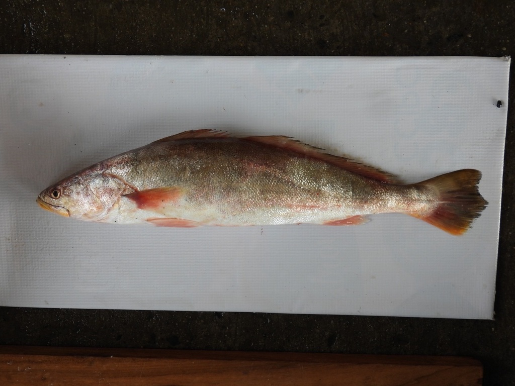 Green Weakfish