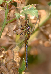 Gomphomacromia paradoxa