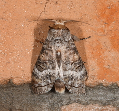 Eunotela pallida