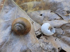 Helminthoglypta berryi