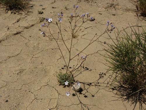 Gilia latiflora ssp. cuyamensis