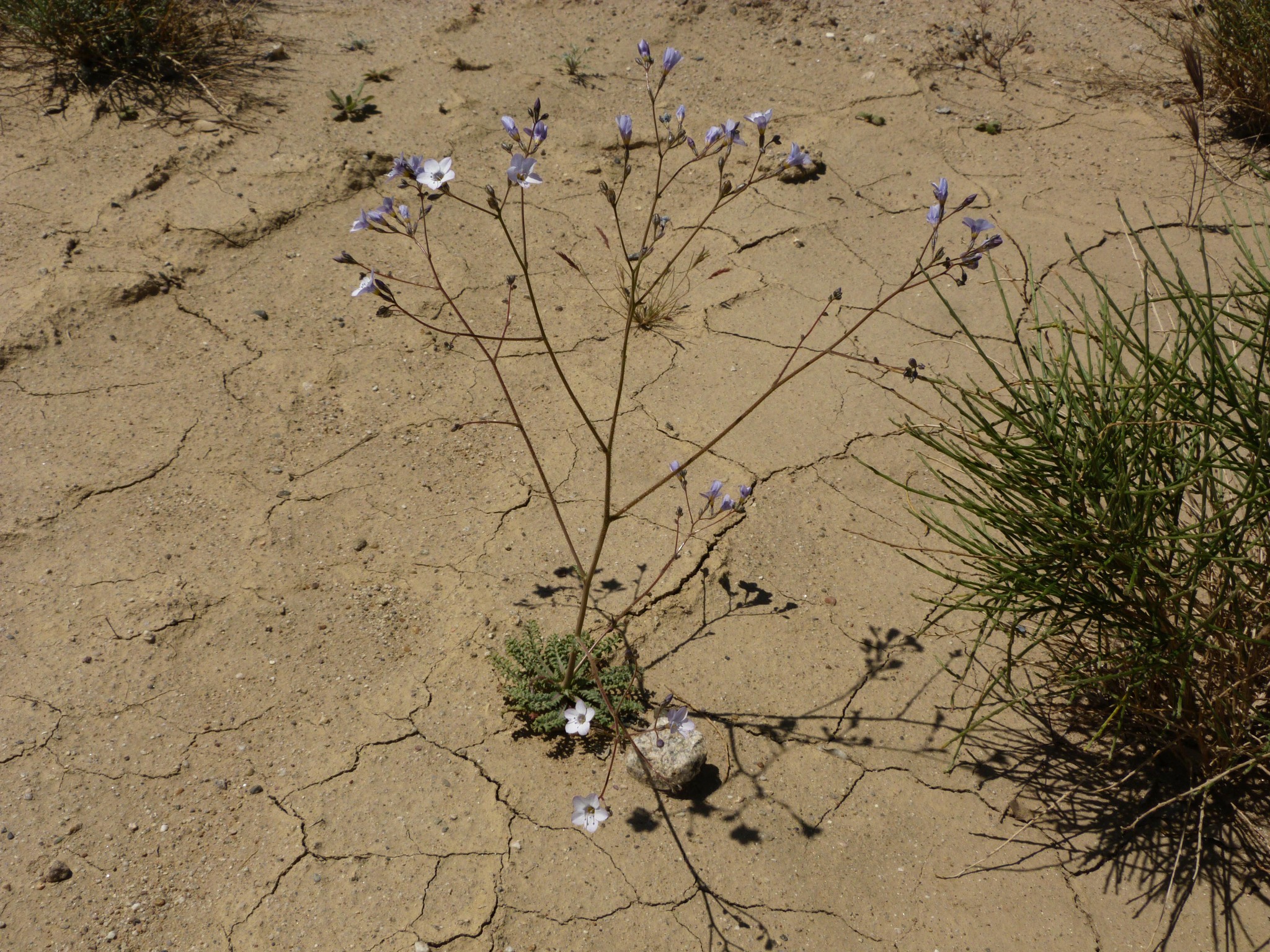Gilia latiflora ssp. cuyamensis