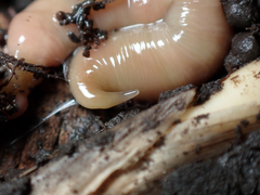 Microplana scharffi