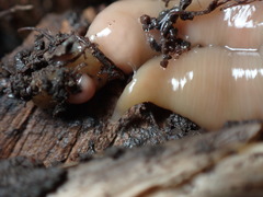 Microplana scharffi
