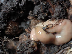 Microplana scharffi