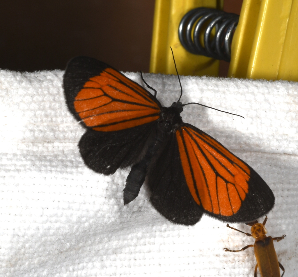 Eudule sceata