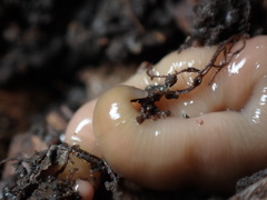 Microplana scharffi