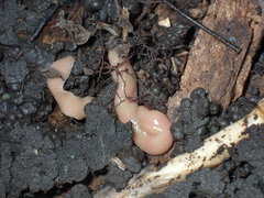 Microplana scharffi