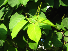 Neoshirakia japonica