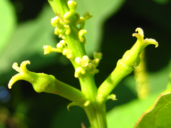 Neoshirakia japonica