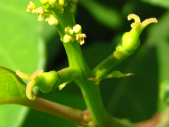 Neoshirakia japonica