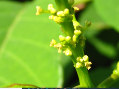 Neoshirakia japonica