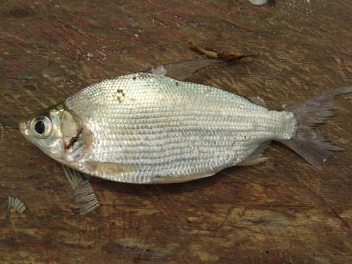 Plain curimata (Curimata inornata) — Curimatidae — 2